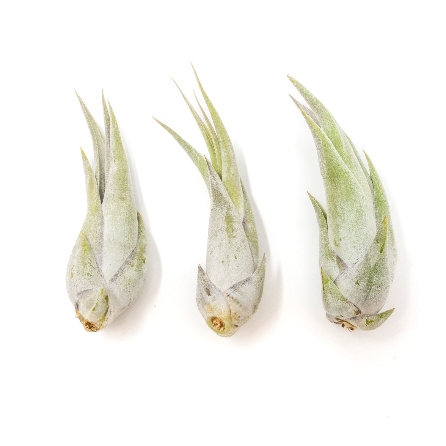 SALE - Tillandsia Circinata 'Paucifolia' Air Plants - Set of 10 or  20 - 60% Off