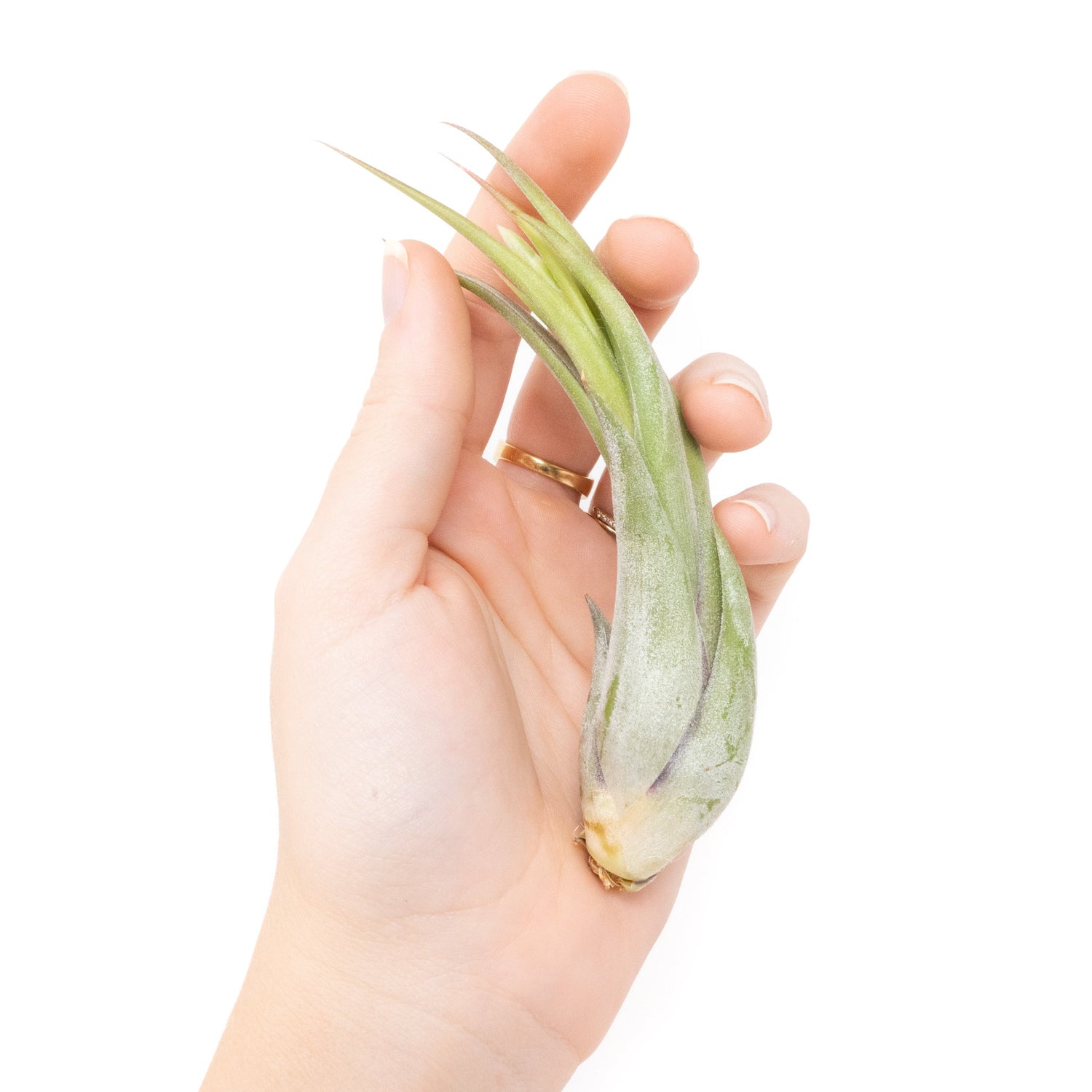 SALE - Tillandsia Circinata 'Paucifolia' Air Plants - Set of 10 or  20 - 60% Off