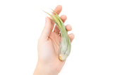 SALE - Tillandsia Circinata 'Paucifolia' Air Plants - Set of 10 or  20 - 60% Off
