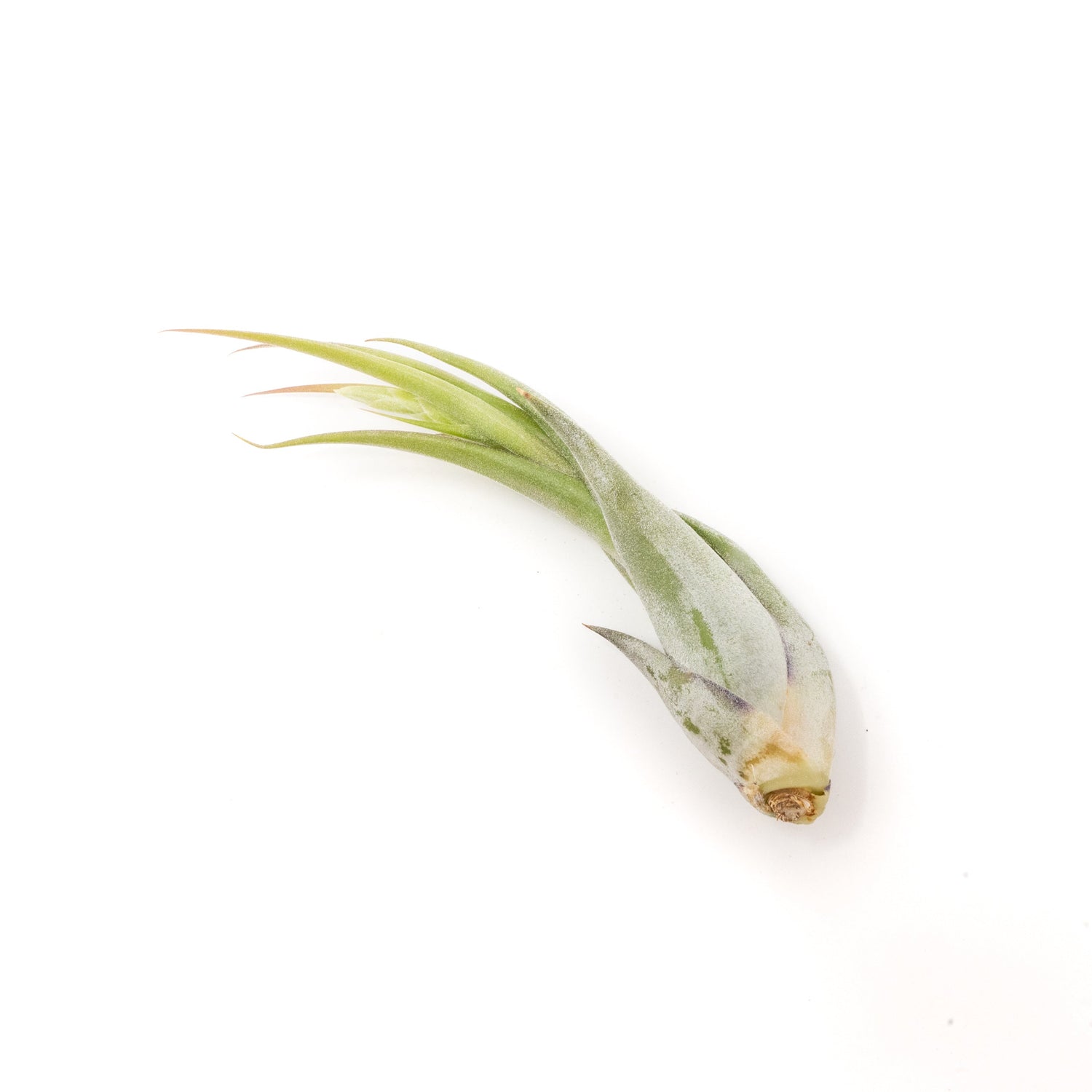 SALE - Tillandsia Circinata 'Paucifolia' Air Plants - Set of 10 or  20 - 60% Off