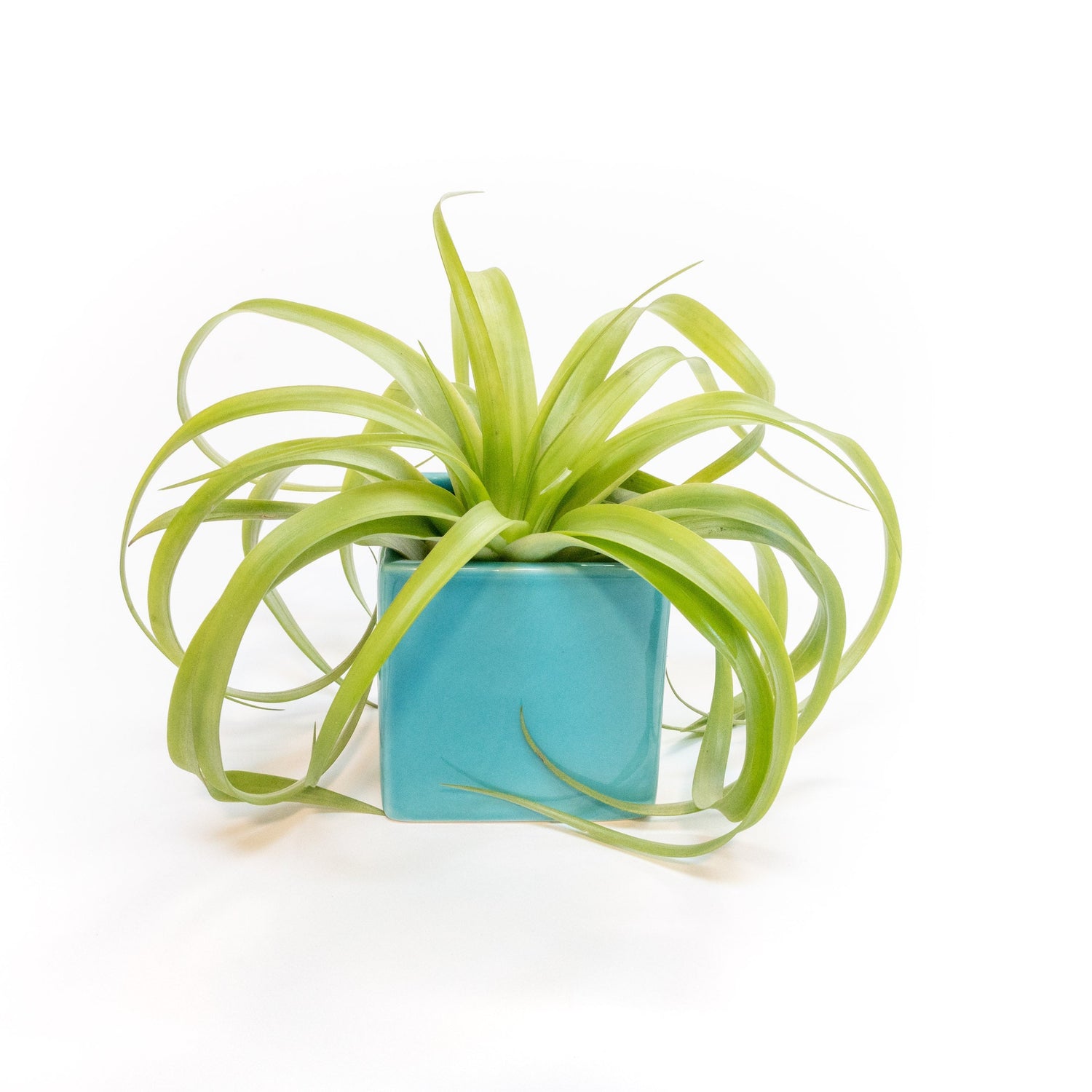 Sky Blue Ceramic Cube Container with Assorted Large Tillandsia Air Plant