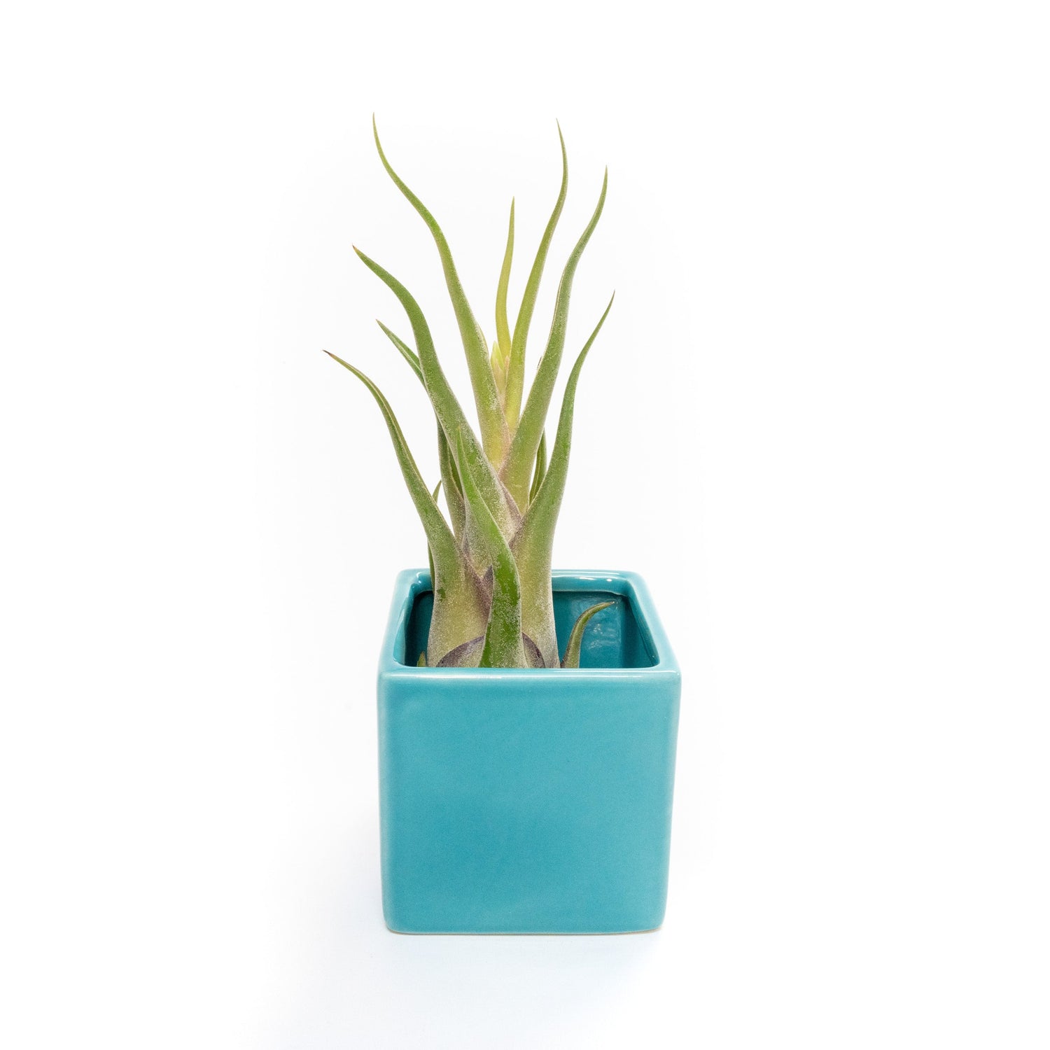 Sky Blue Ceramic Cube Container with Custom Tillandsia Air Plant