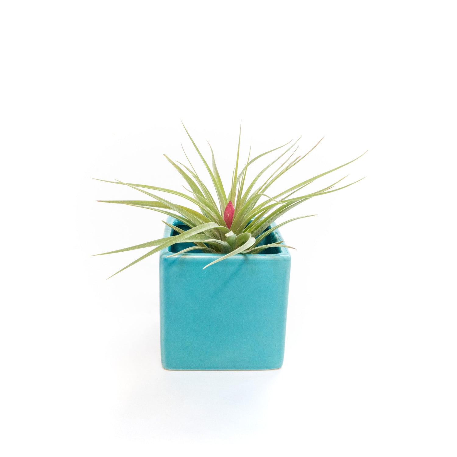 Sky Blue Ceramic Cube Container with Custom Tillandsia Air Plant