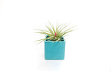 Sky Blue Ceramic Cube Container with Custom Tillandsia Air Plant
