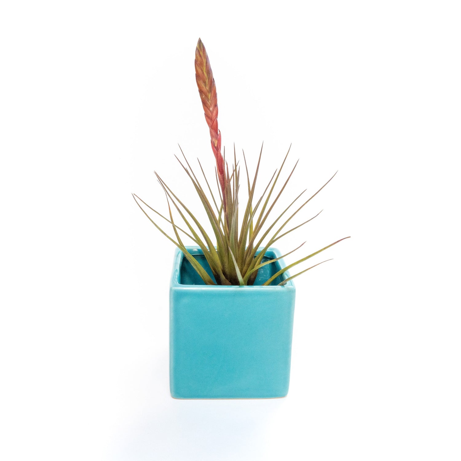 Sky Blue Ceramic Cube Container with Custom Tillandsia Air Plant