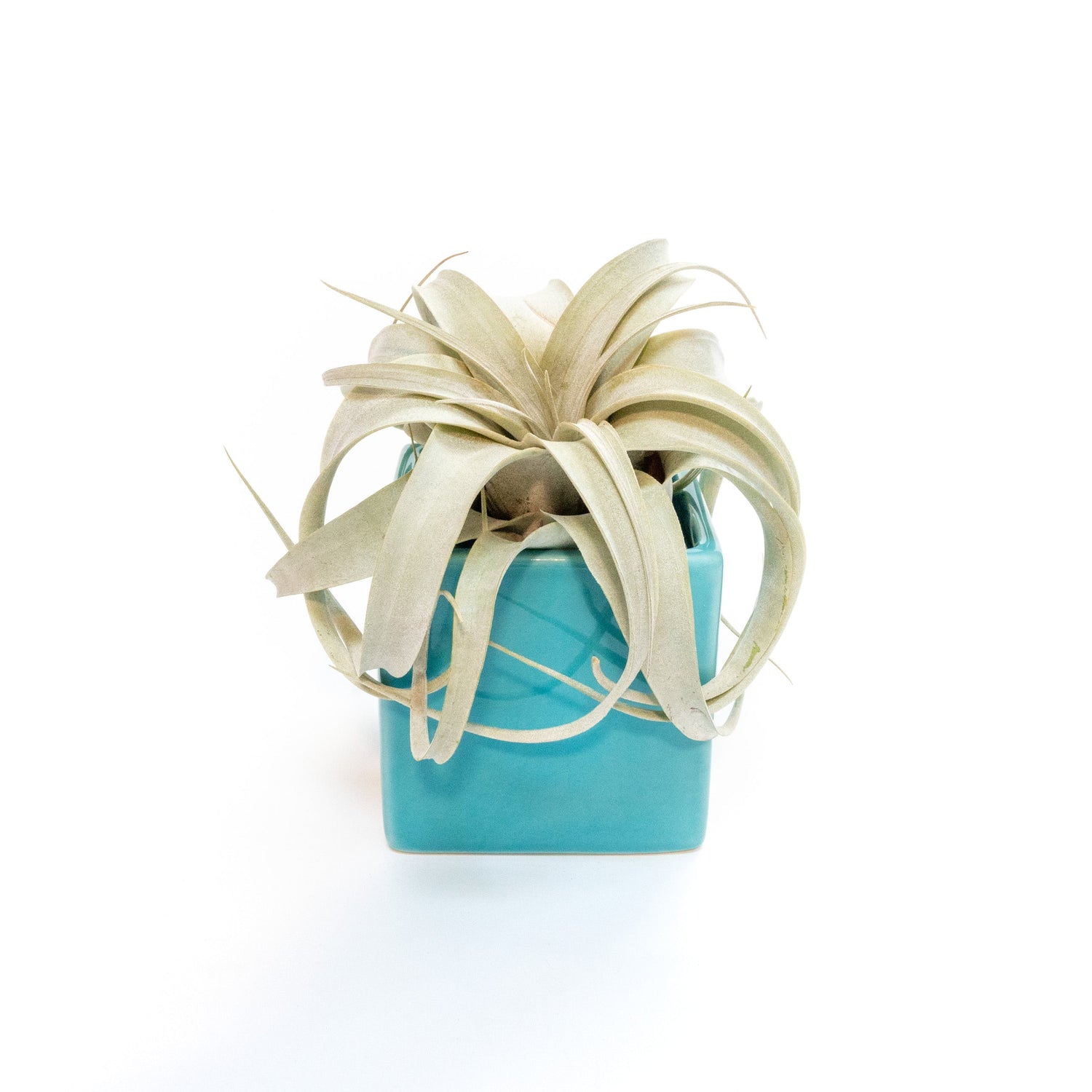 Sky Blue Ceramic Cube Container with Custom Tillandsia Air Plant