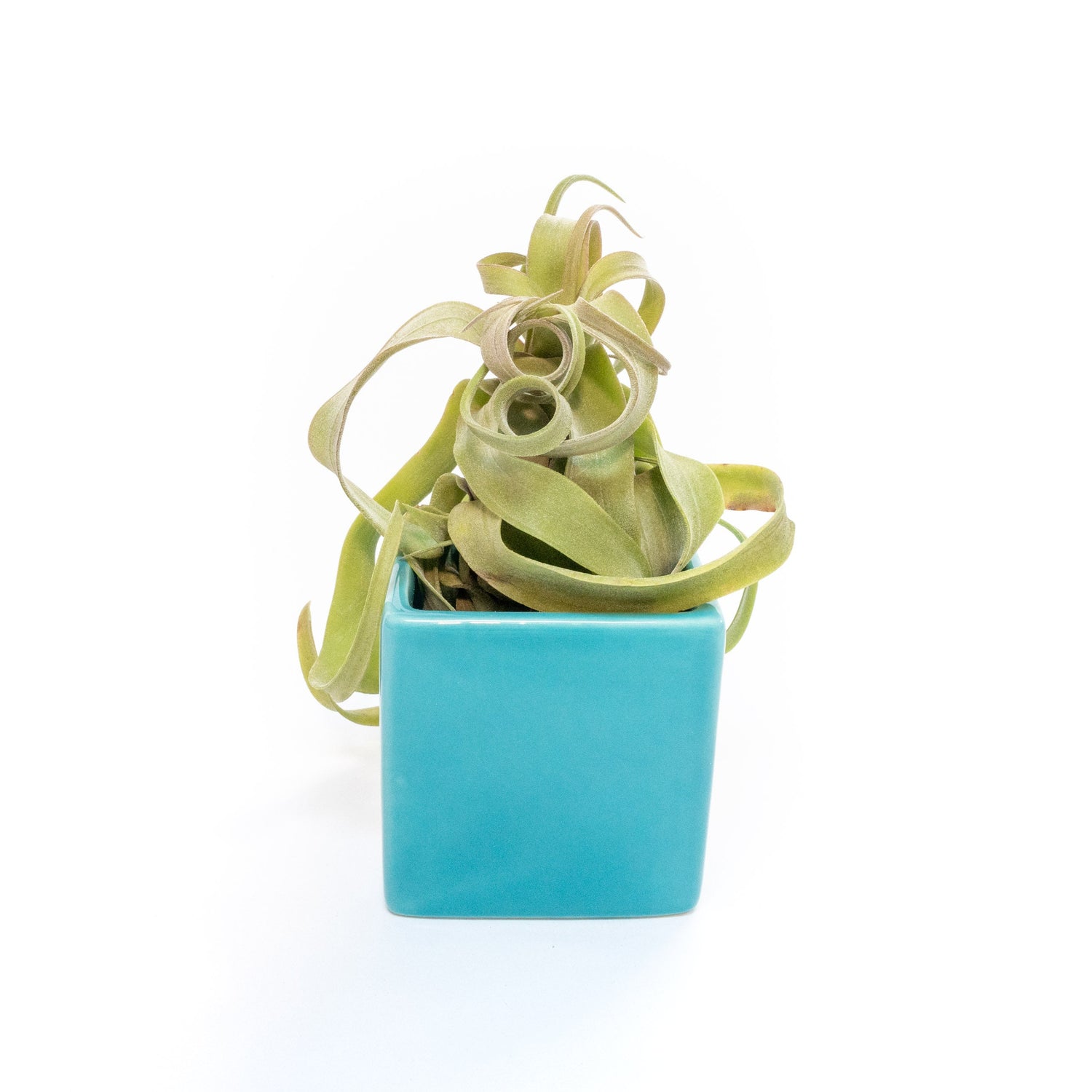 Sky Blue Ceramic Cube Container with Custom Tillandsia Air Plant