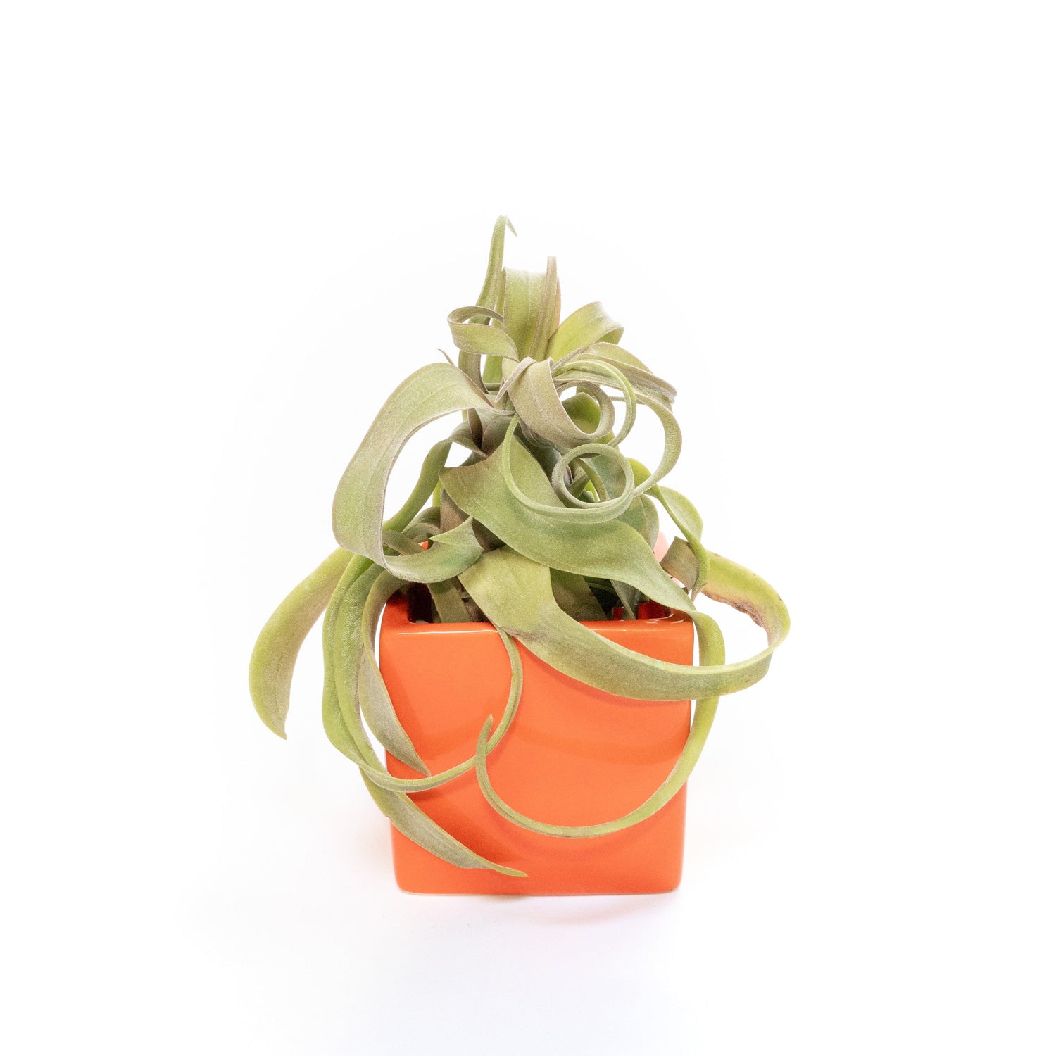 Naranja Orange Ceramic Cube Container with Large Assorted Tillandsia Air Plants