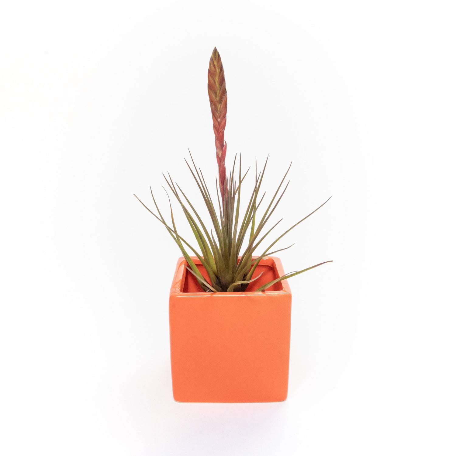 Naranja Orange Ceramic Cube Container with Large Assorted Tillandsia Air Plants