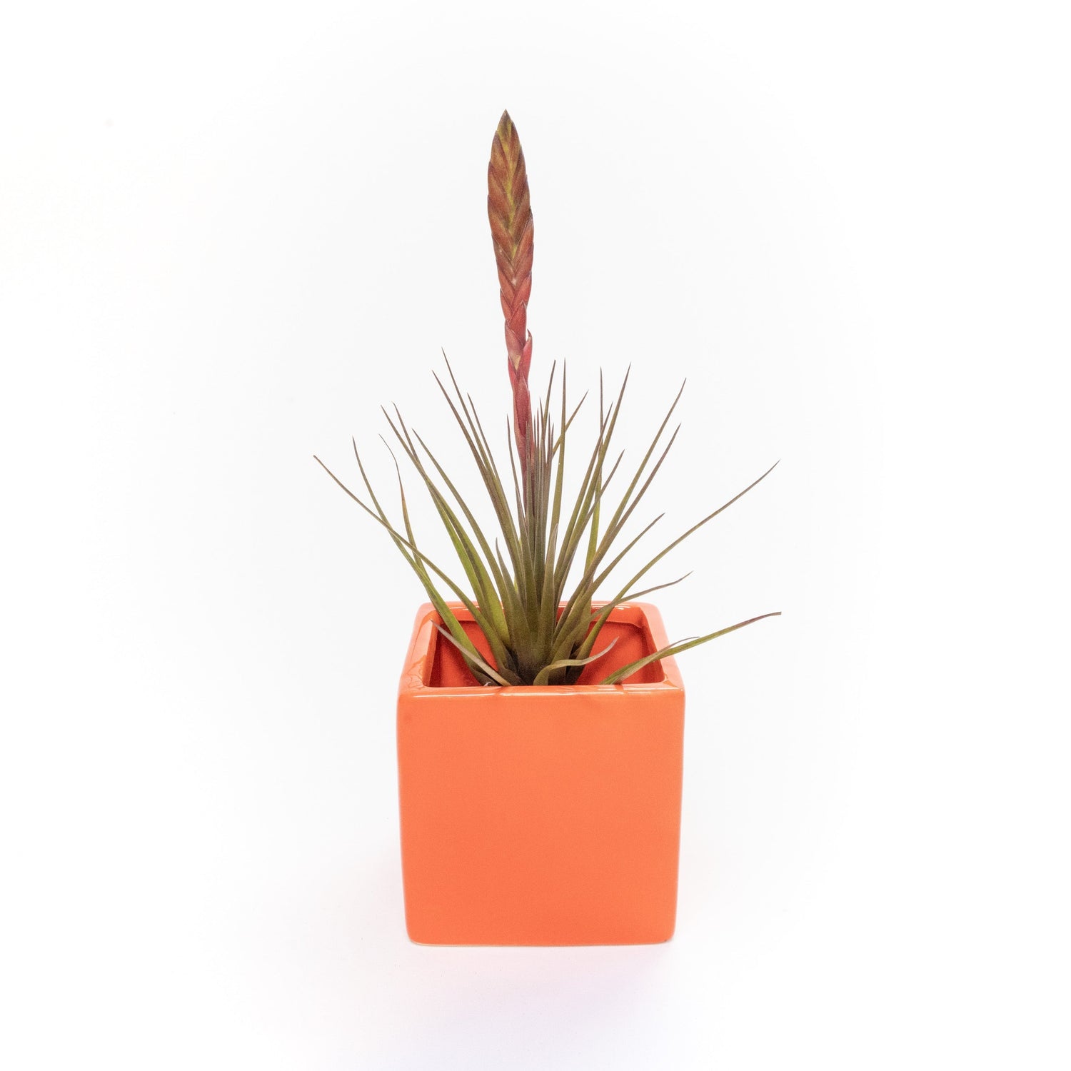 Naranja Orange Ceramic Cube Container with Custom Tillandsia Air Plant