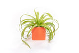 Naranja Orange Ceramic Cube Container with Large Assorted Tillandsia Air Plants