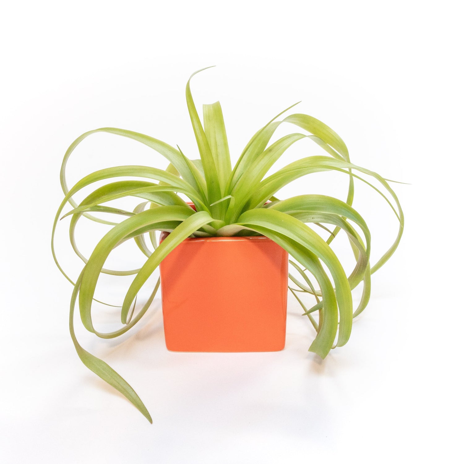 Naranja Orange Ceramic Cube Container with Custom Tillandsia Air Plant