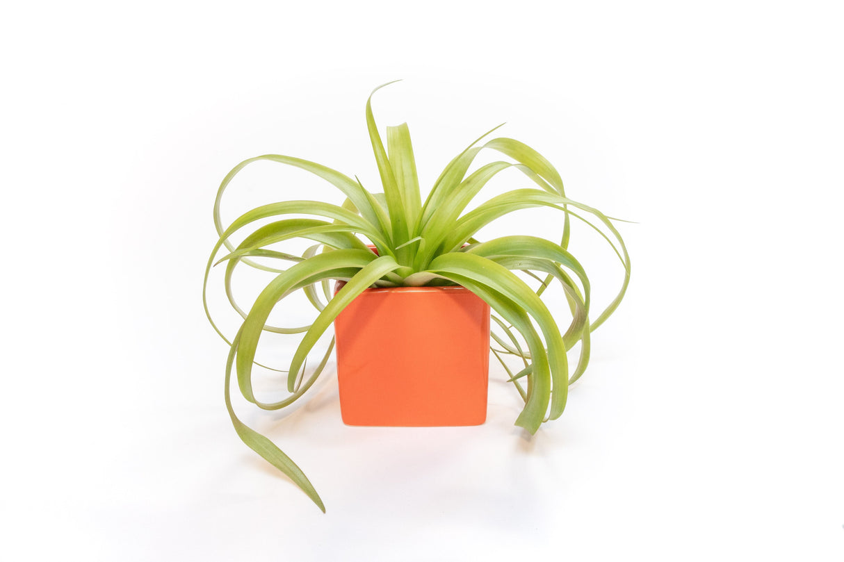 Naranja Orange Ceramic Cube Container with Custom Tillandsia Air Plant
