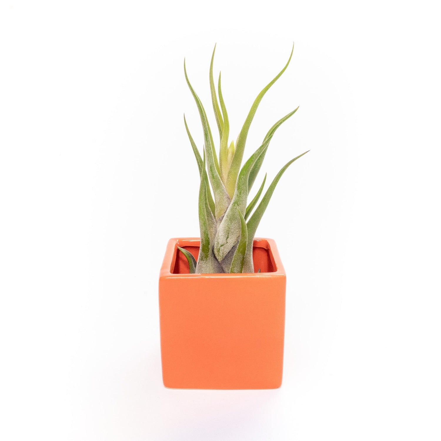 Naranja Orange Ceramic Cube Container with Custom Tillandsia Air Plant