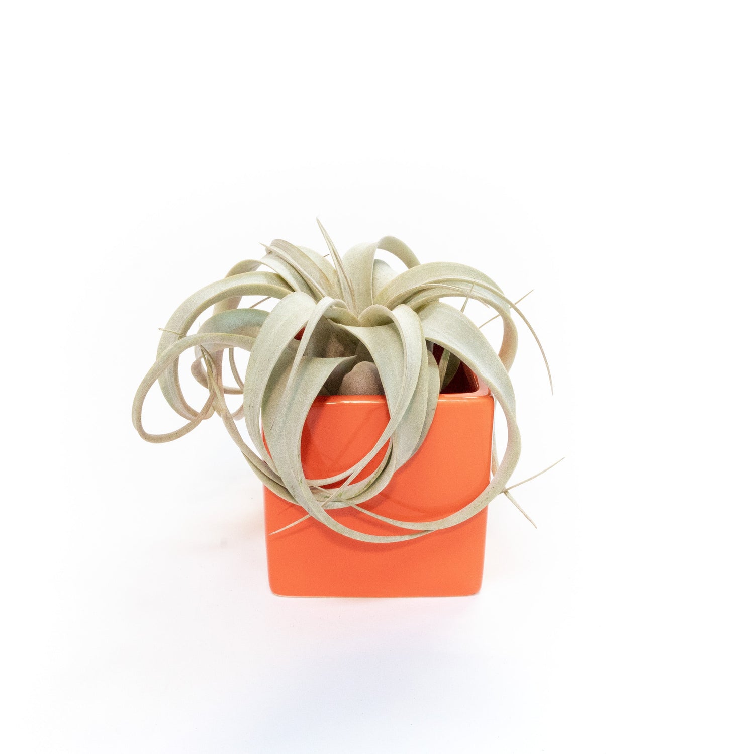 Naranja Orange Ceramic Cube Container with Custom Tillandsia Air Plant