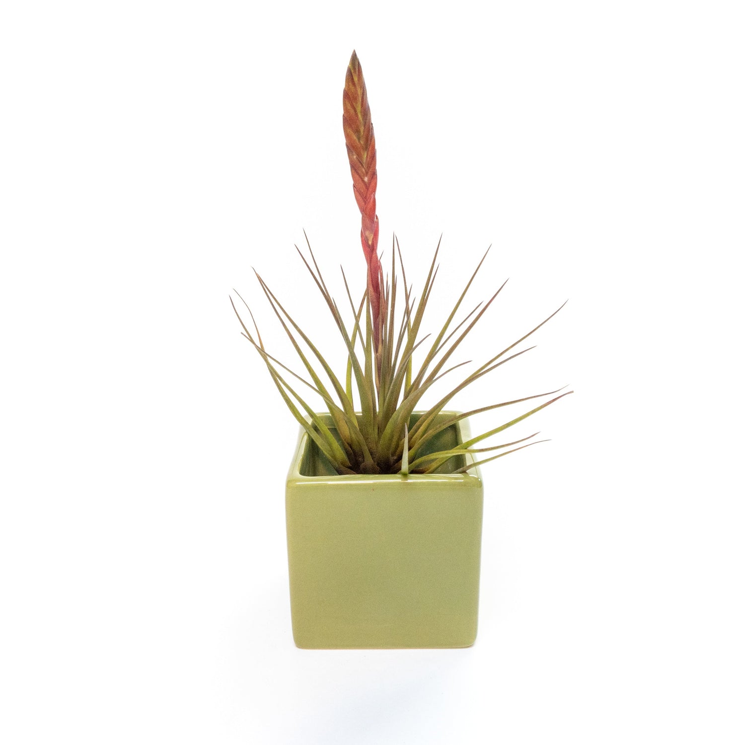 Avocado Green Ceramic Cube Container with Assorted Large Tillandsia Air Plant
