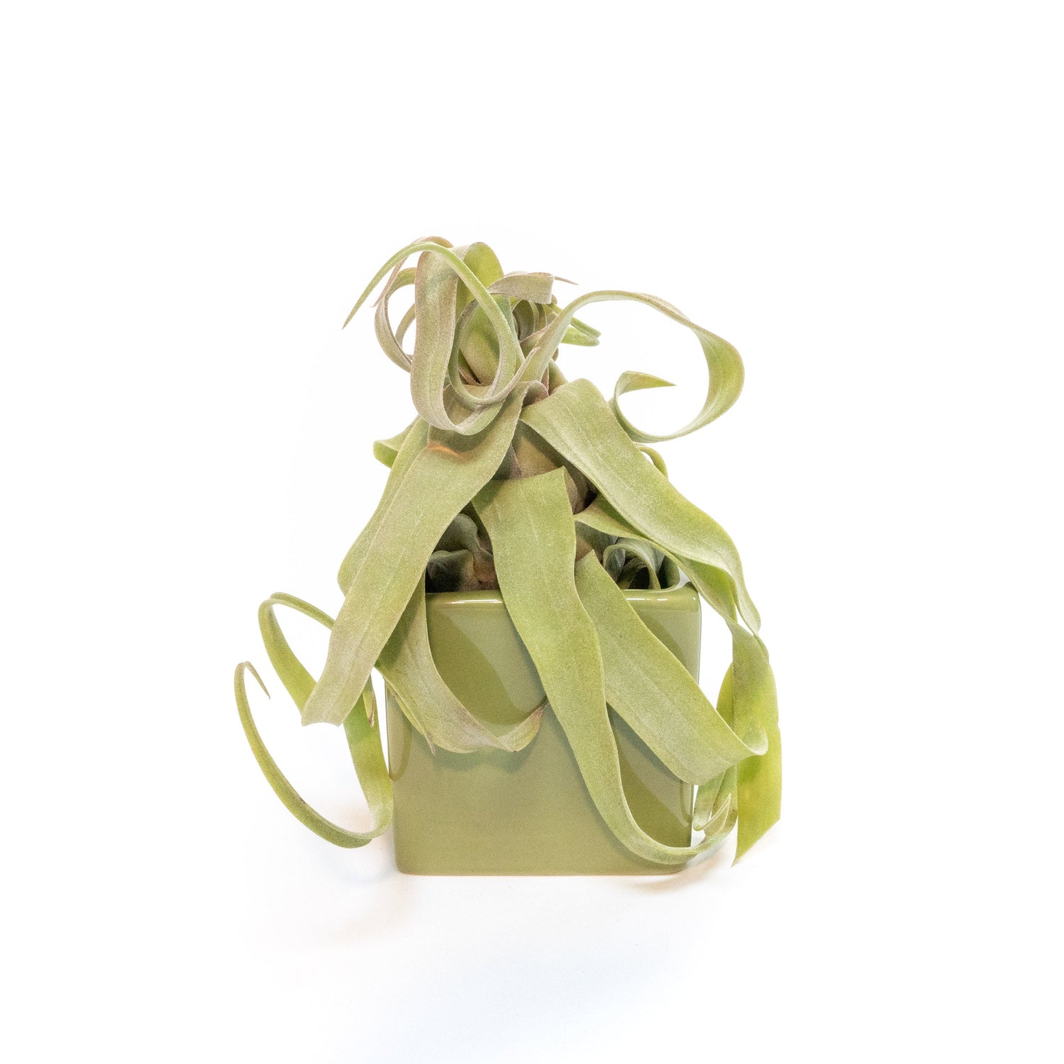 Avocado Green Ceramic Cube Container with Assorted Large Tillandsia Air Plant