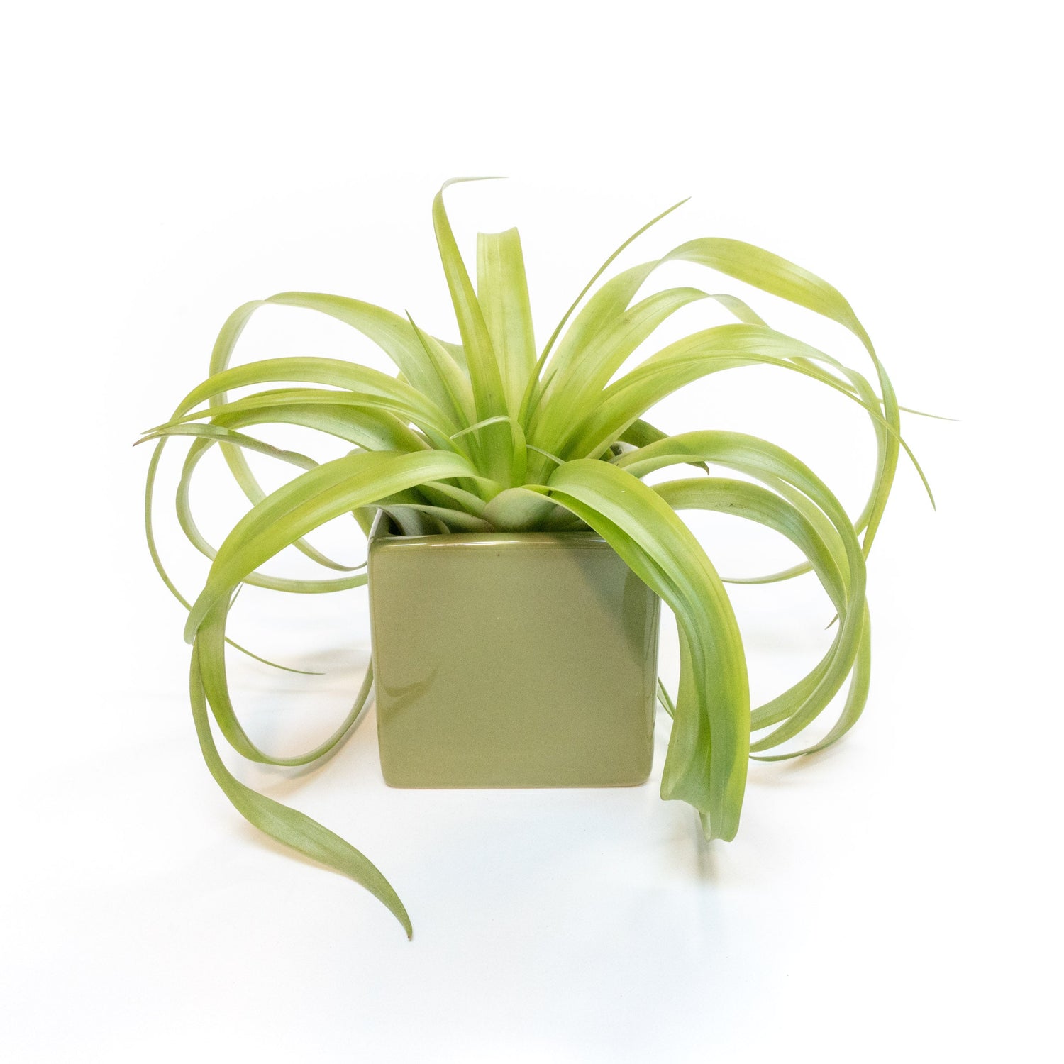 Avocado Green Ceramic Cube Container with Assorted Large Tillandsia Air Plant