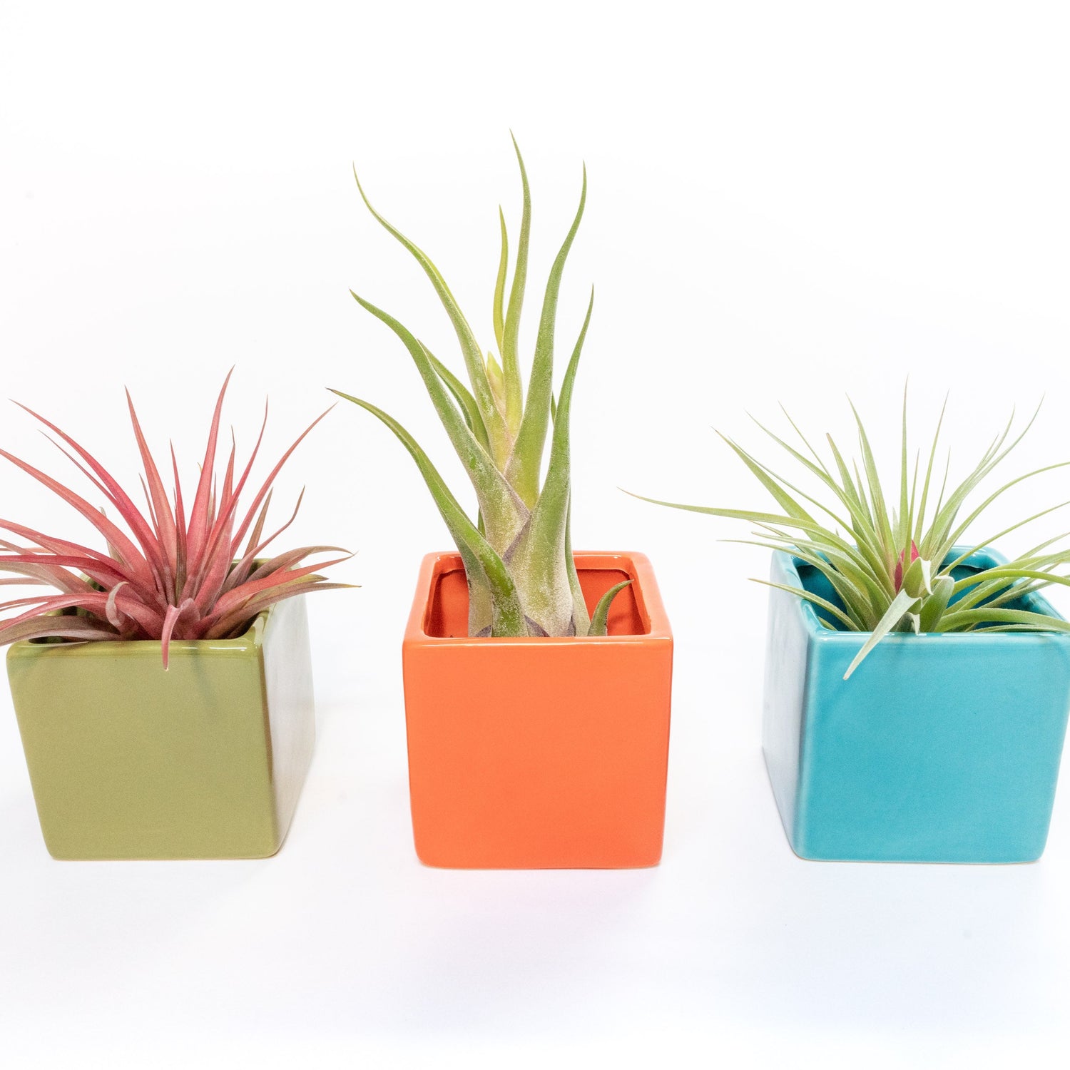 Set of 3 Ceramic Cube Containers with Custom Tillandsia Air Plants / Avocado Green + Sky Blue + Naranja Orange