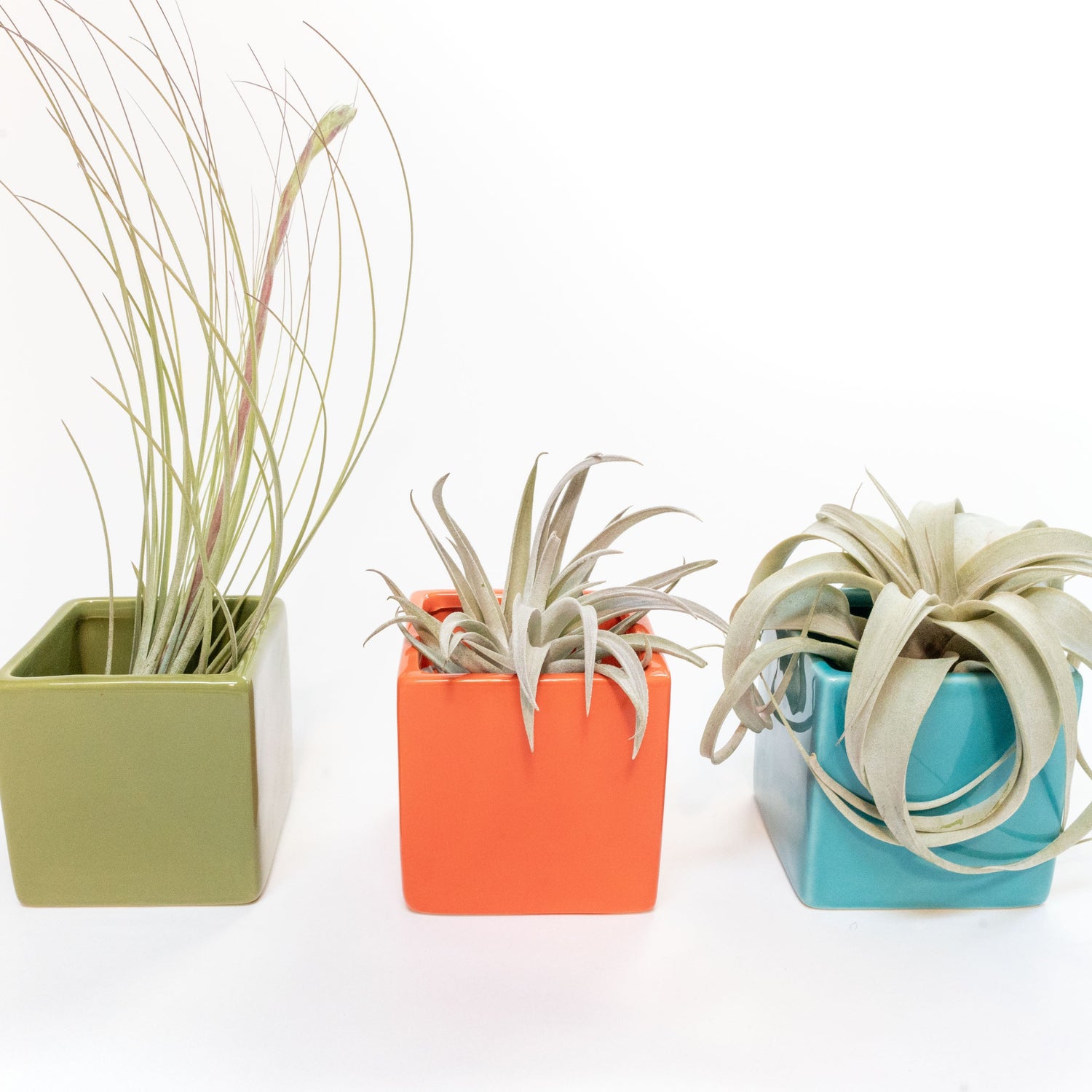 Set of 3 Ceramic Cube Containers with Custom Tillandsia Air Plants / Avocado Green + Sky Blue + Naranja Orange