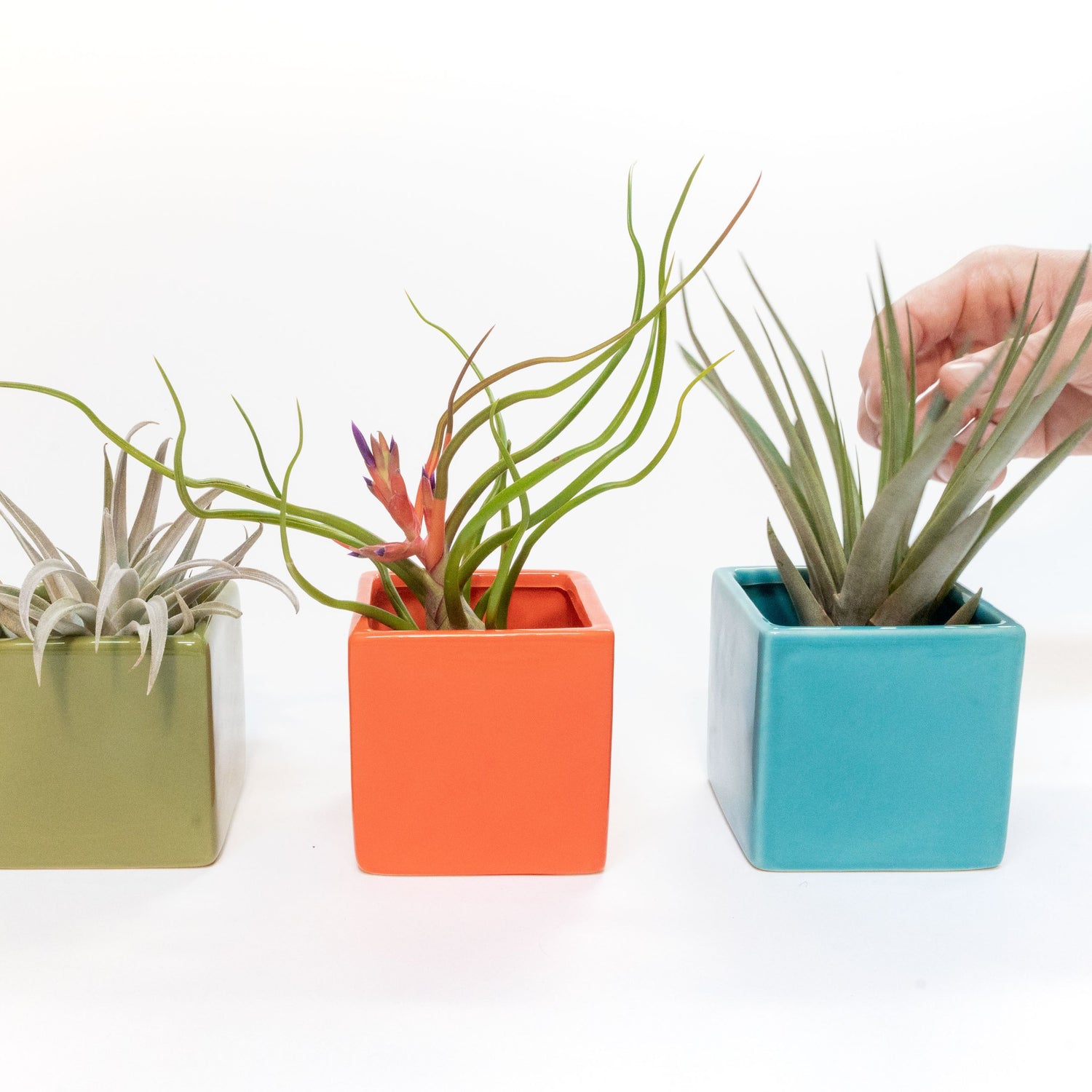 Set of 3 Ceramic Cube Containers with Custom Tillandsia Air Plants / Avocado Green + Sky Blue + Naranja Orange