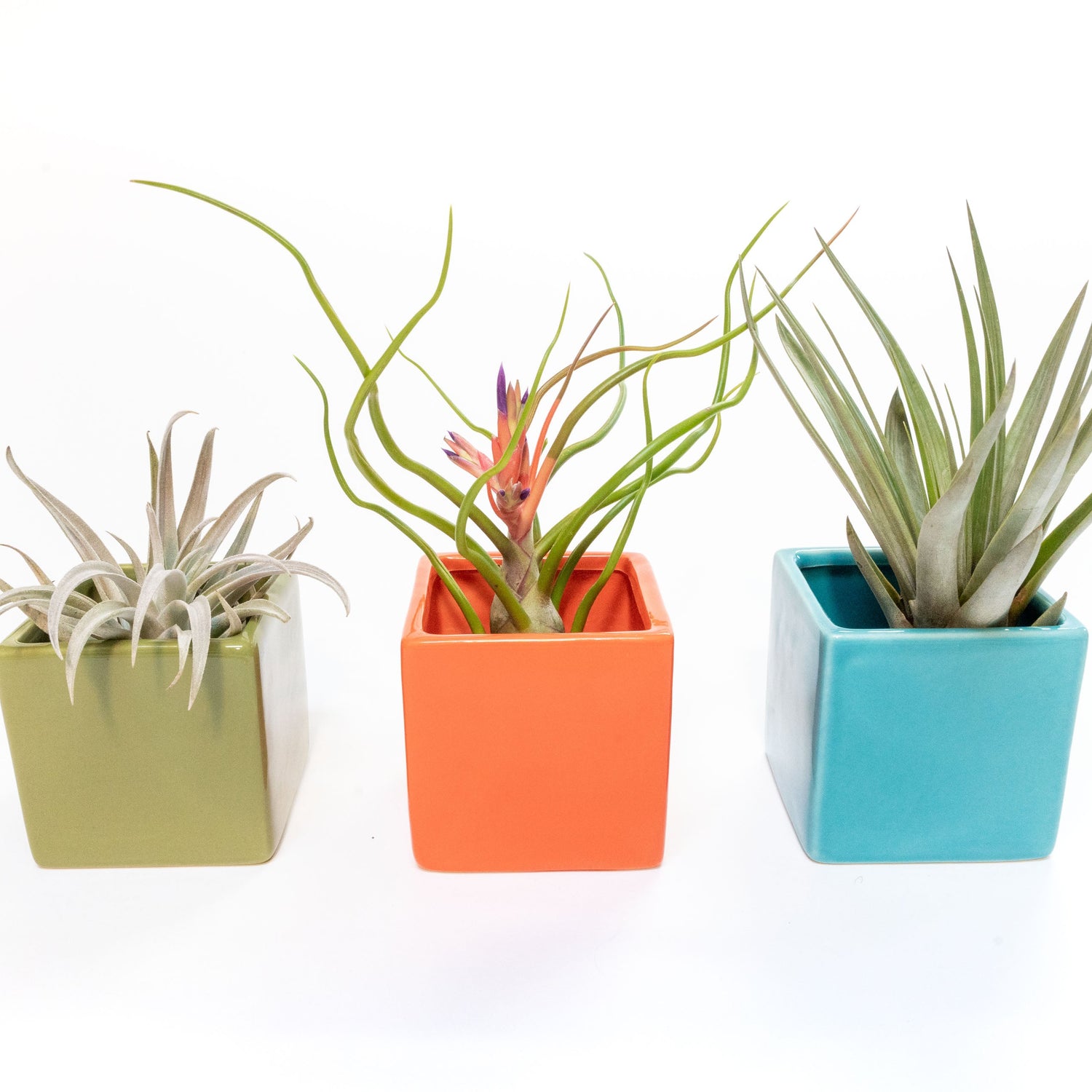 Set of 3 Ceramic Cube Containers with Custom Tillandsia Air Plants / Avocado Green + Sky Blue + Naranja Orange