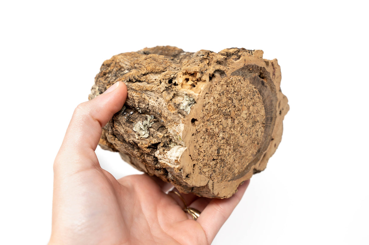 Natural Cork Bark Planters with Mini Tillandsia Xerographica Air Plant
