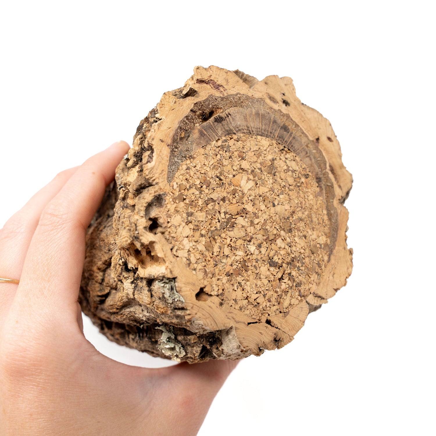 Natural Cork Bark Planters with Assorted Tillandsia Air Plants