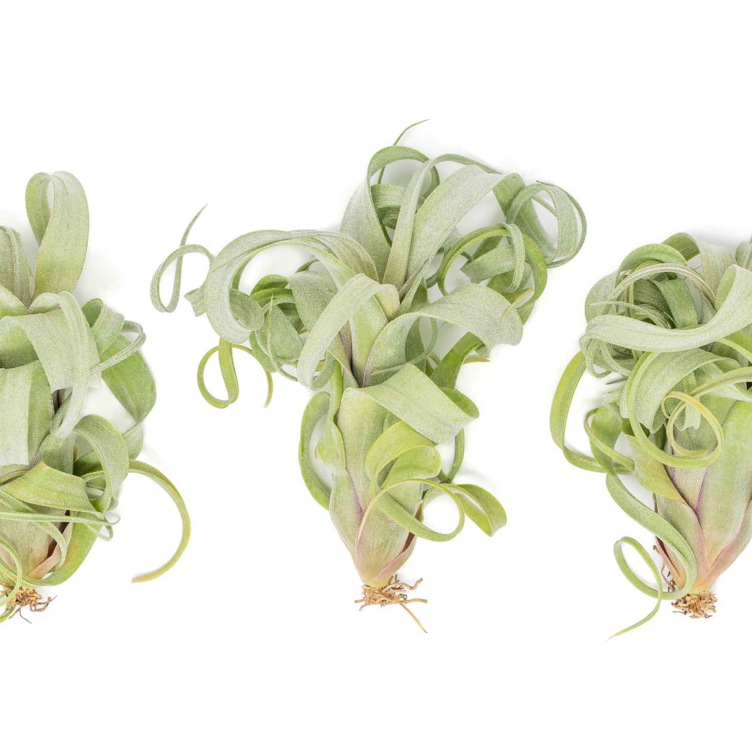 Tillandsia Curly Slim (T. Intermedia x T. Streptophylla) Air Plant