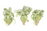 Tillandsia Curly Slim (T. Intermedia x T. Streptophylla) Air Plant