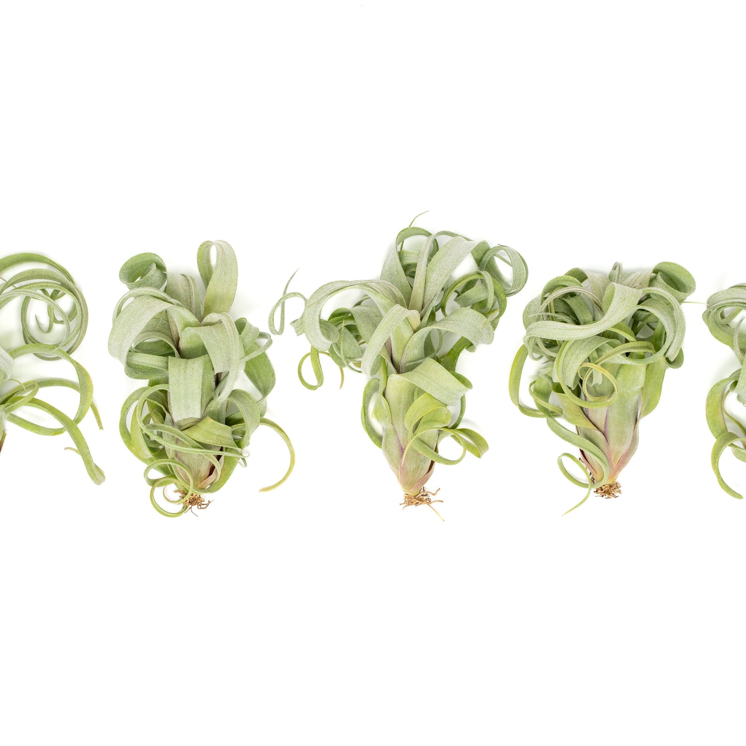 Tillandsia Curly Slim (T. Intermedia x T. Streptophylla) Air Plant