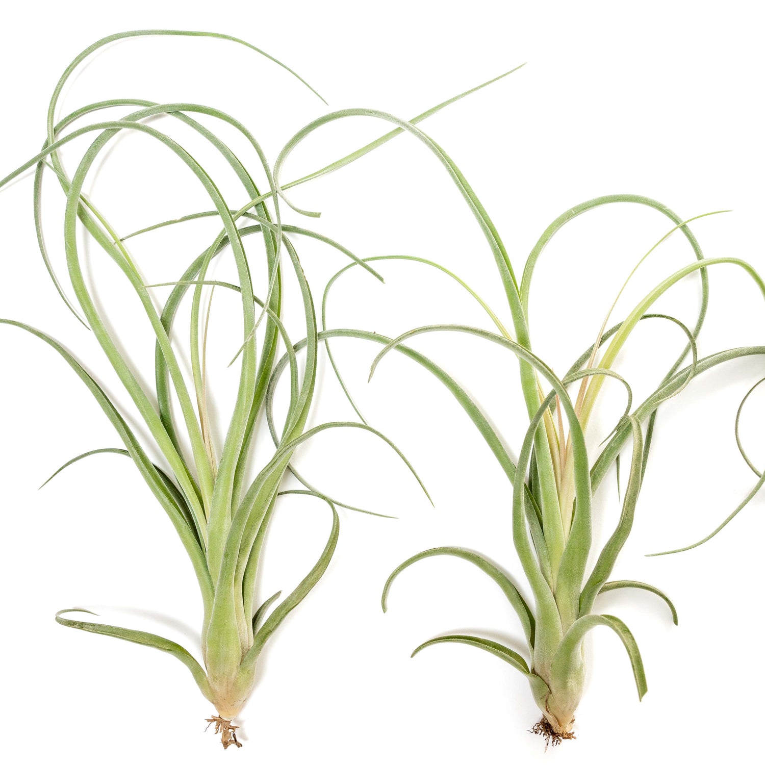 Tillandsia Curly Slim (T. Intermedia x T. Streptophylla) Air Plant