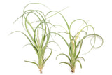 Tillandsia Curly Slim (T. Intermedia x T. Streptophylla) Air Plant