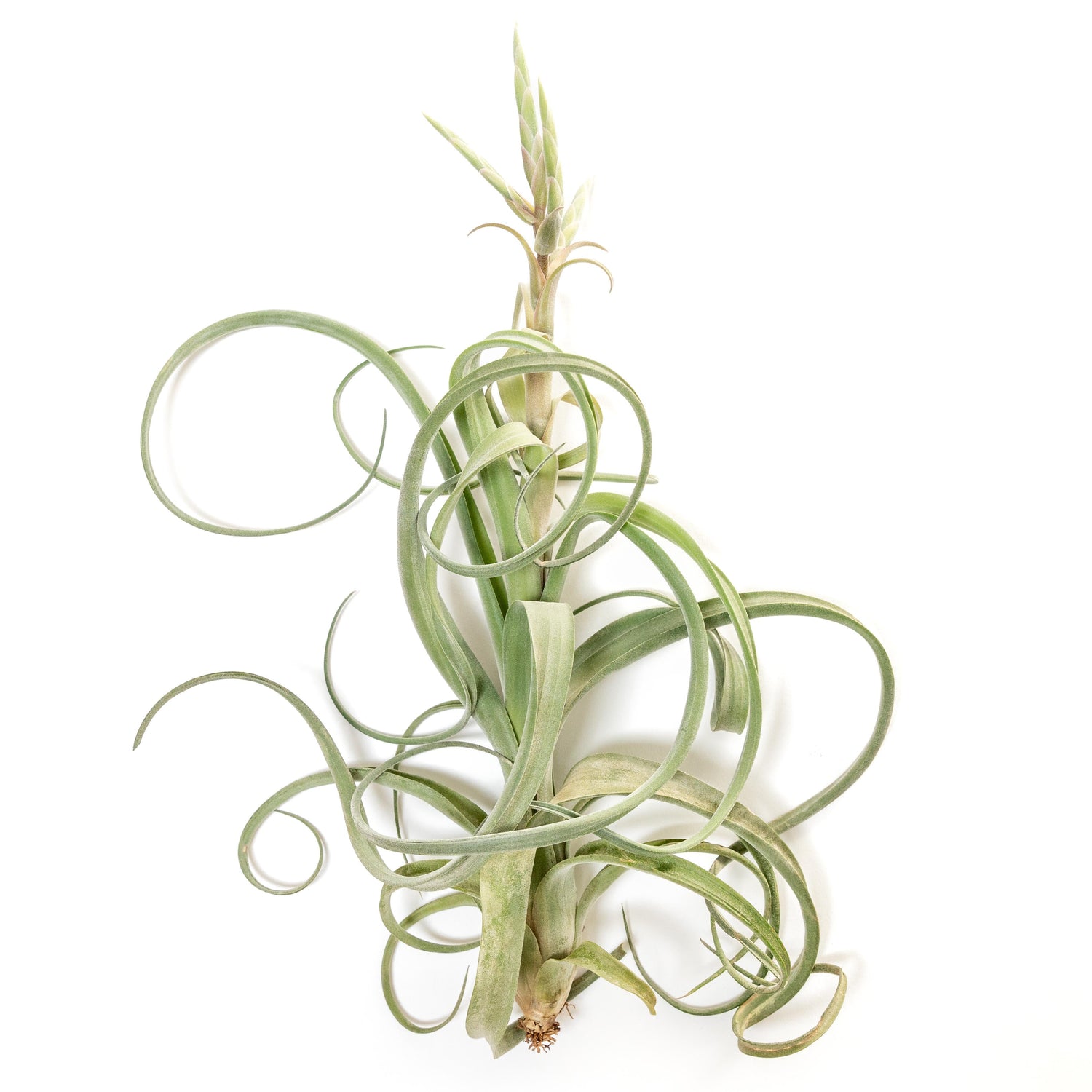 Tillandsia Curly Slim (T. Intermedia x T. Streptophylla) Air Plant