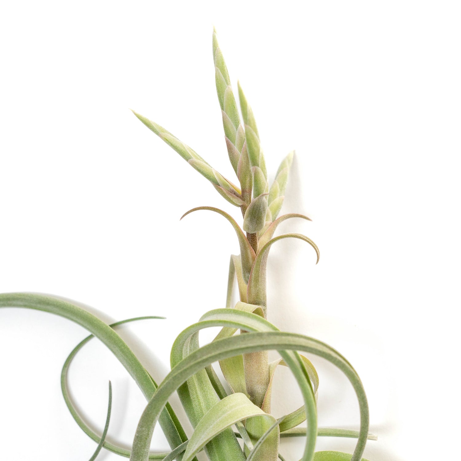 Tillandsia Curly Slim (T. Intermedia x T. Streptophylla) Air Plant