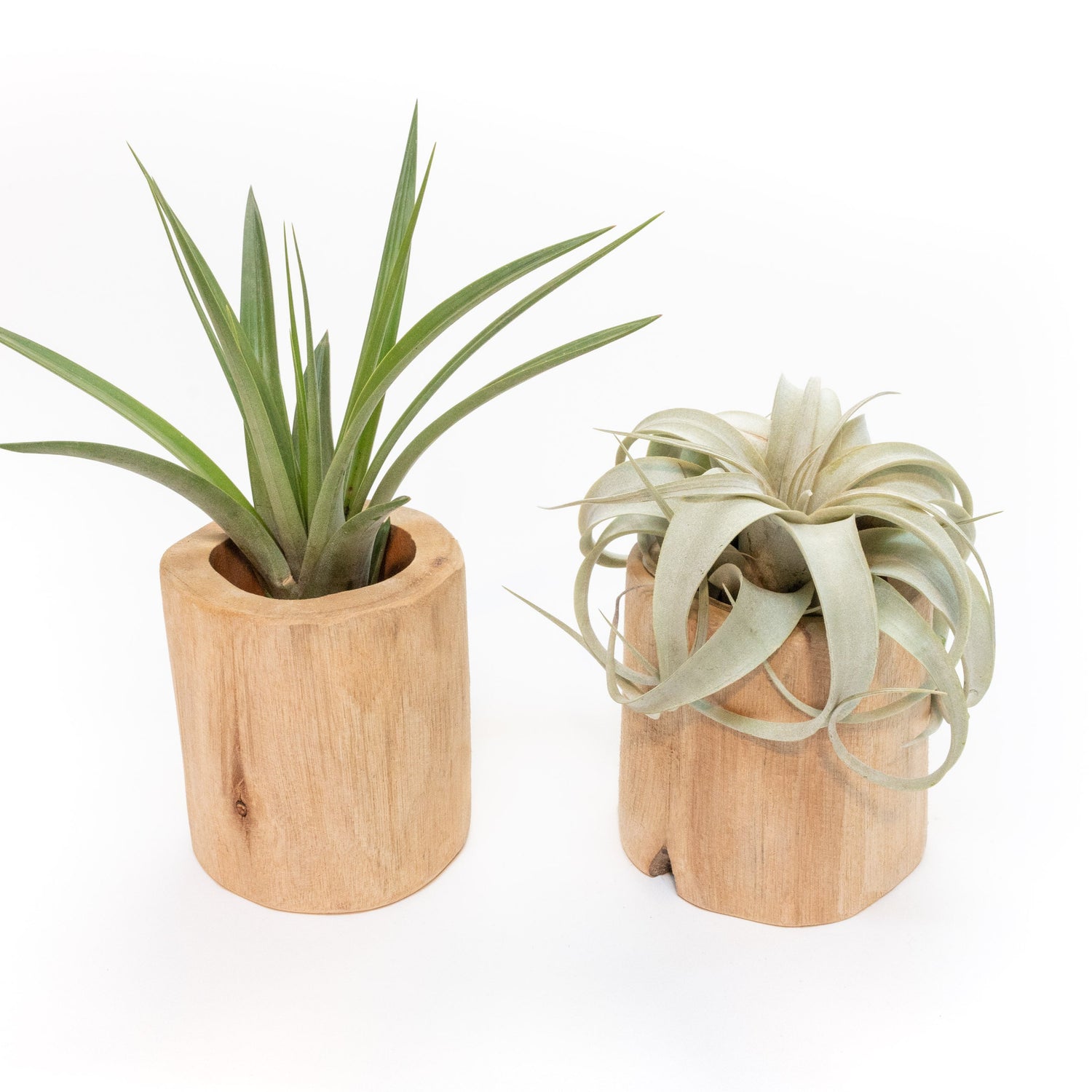 Set of 2 Large Driftwood Containers with Custom Tillandsia Air Plants