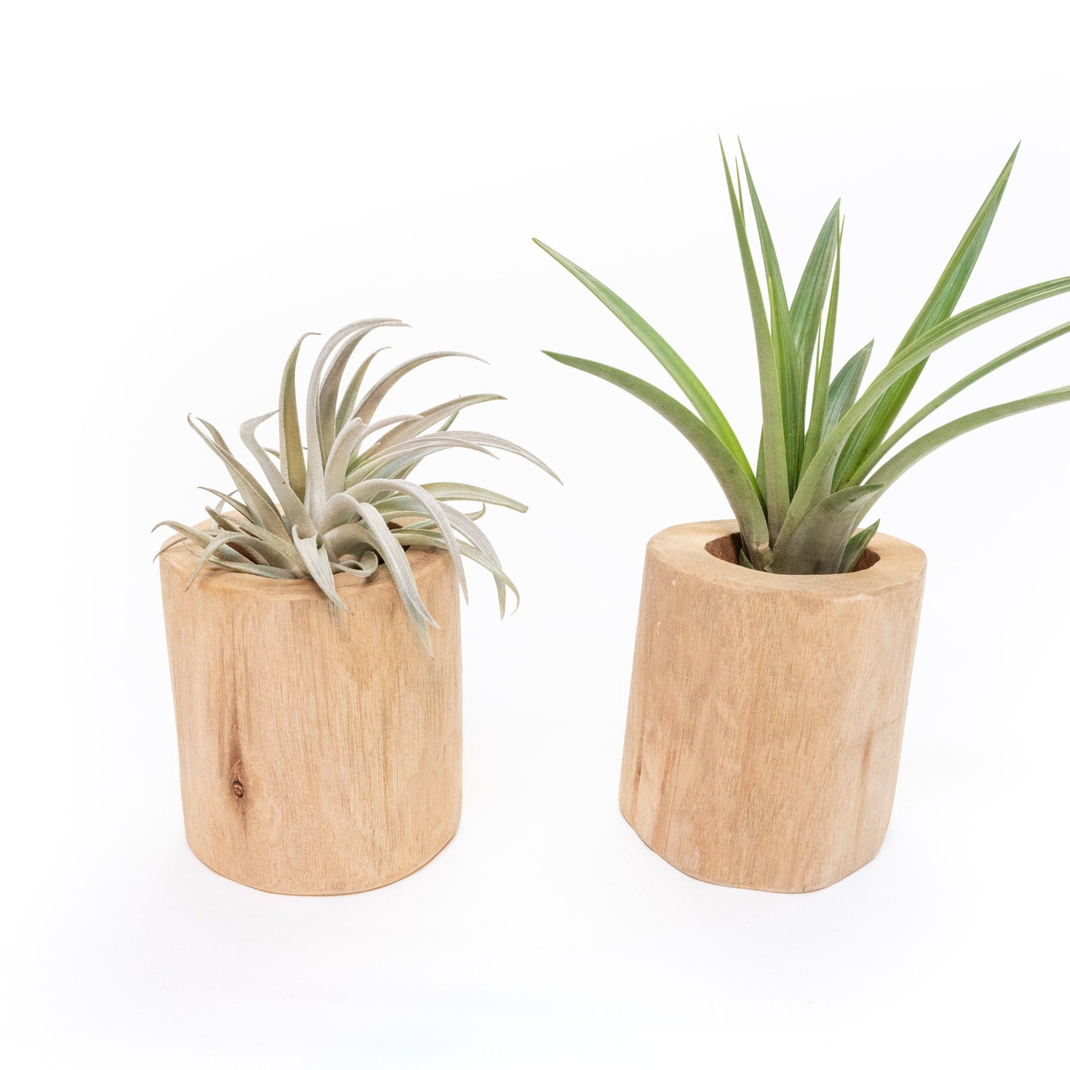 Set of 2 Large Driftwood Containers with Custom Tillandsia Air Plants