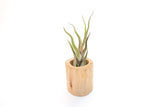 Large Driftwood Container - Choose Your Custom Tillandsia Air Plant