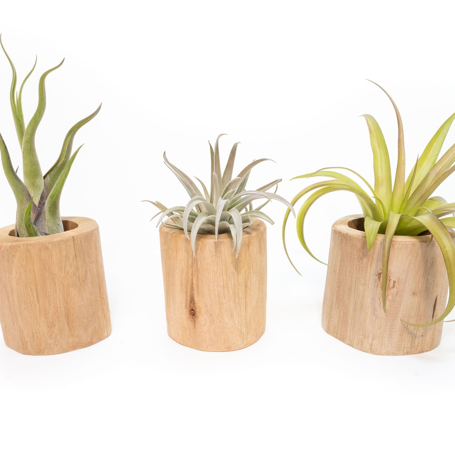 Set of 3 Large Driftwood Containers with Custom Tillandsia Air Plants