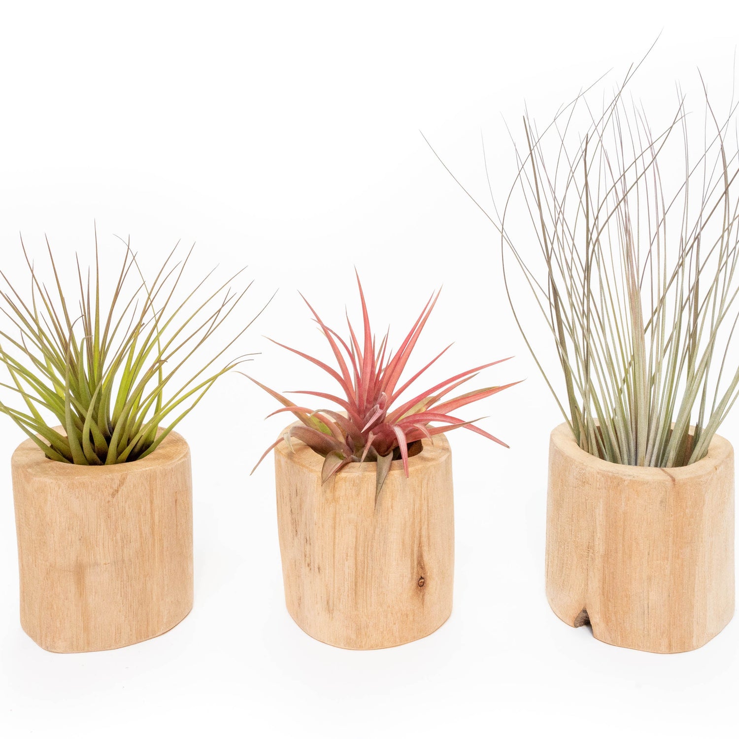 Set of 3 Large Driftwood Containers with Custom Tillandsia Air Plants