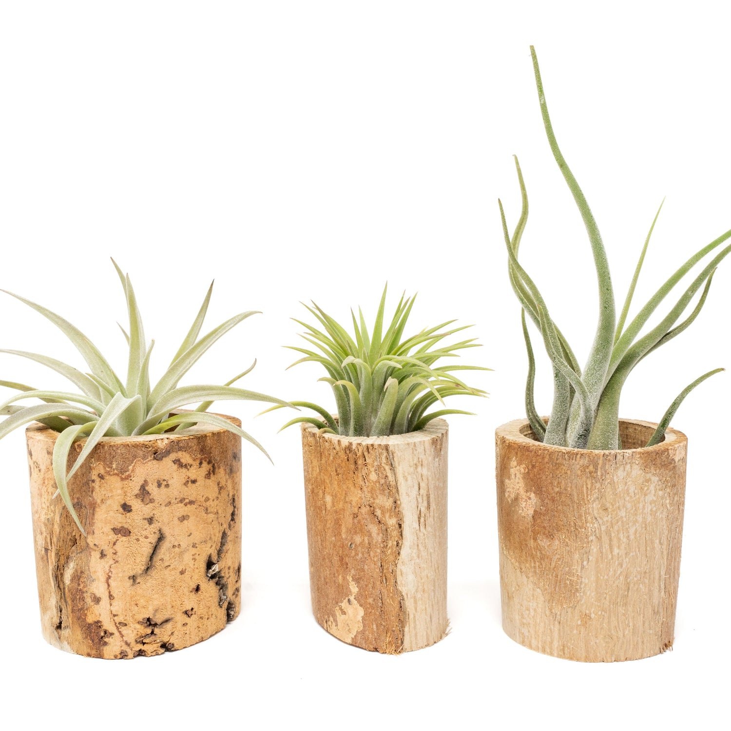 Driftwood Tillandsia Air Plant or Succulent Container