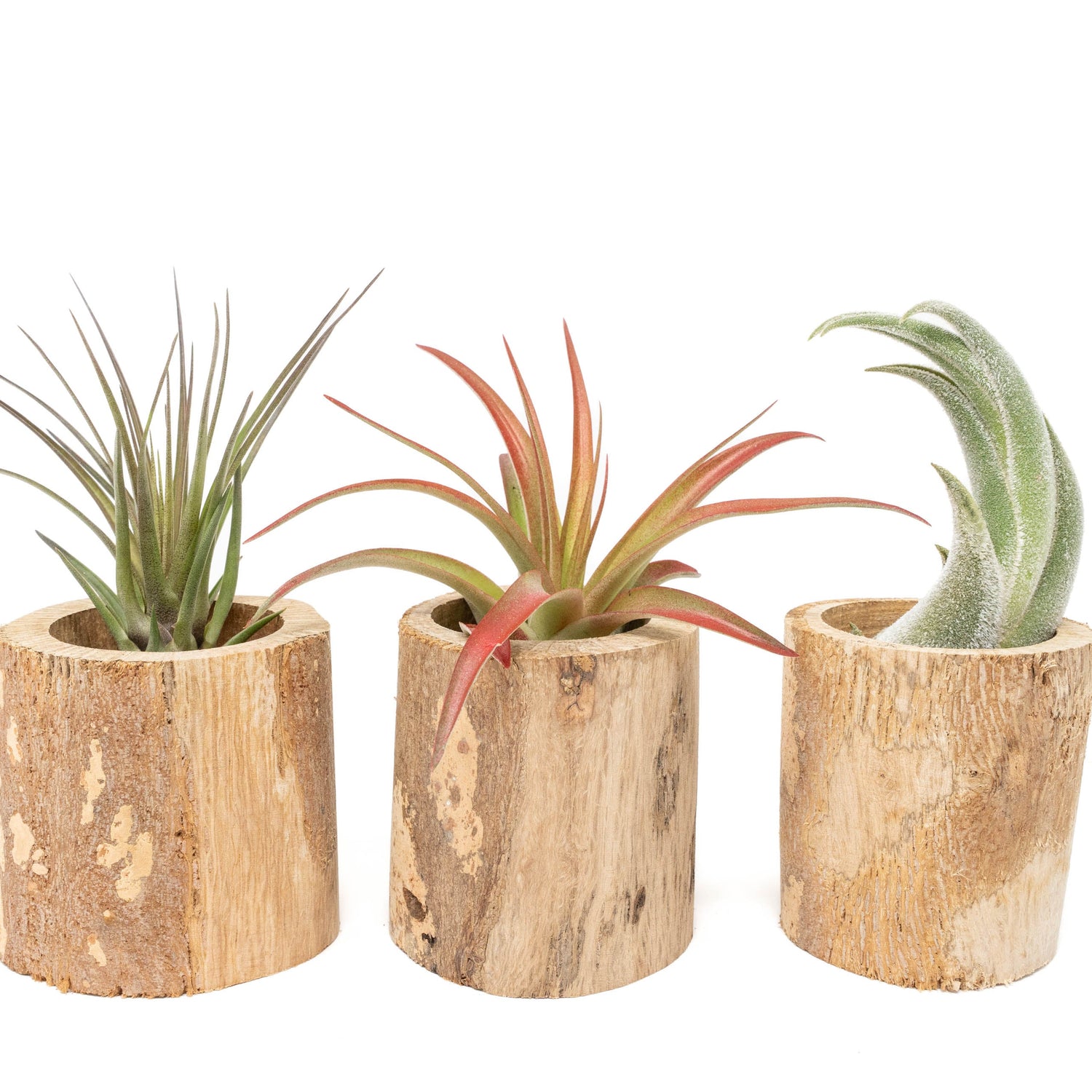 Driftwood Tillandsia Air Plant or Succulent Container