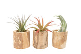 Driftwood Tillandsia Air Plant or Succulent Container