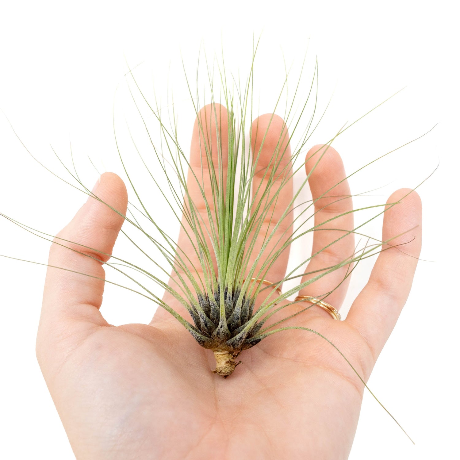 Tillandsia Filifolia Air Plants