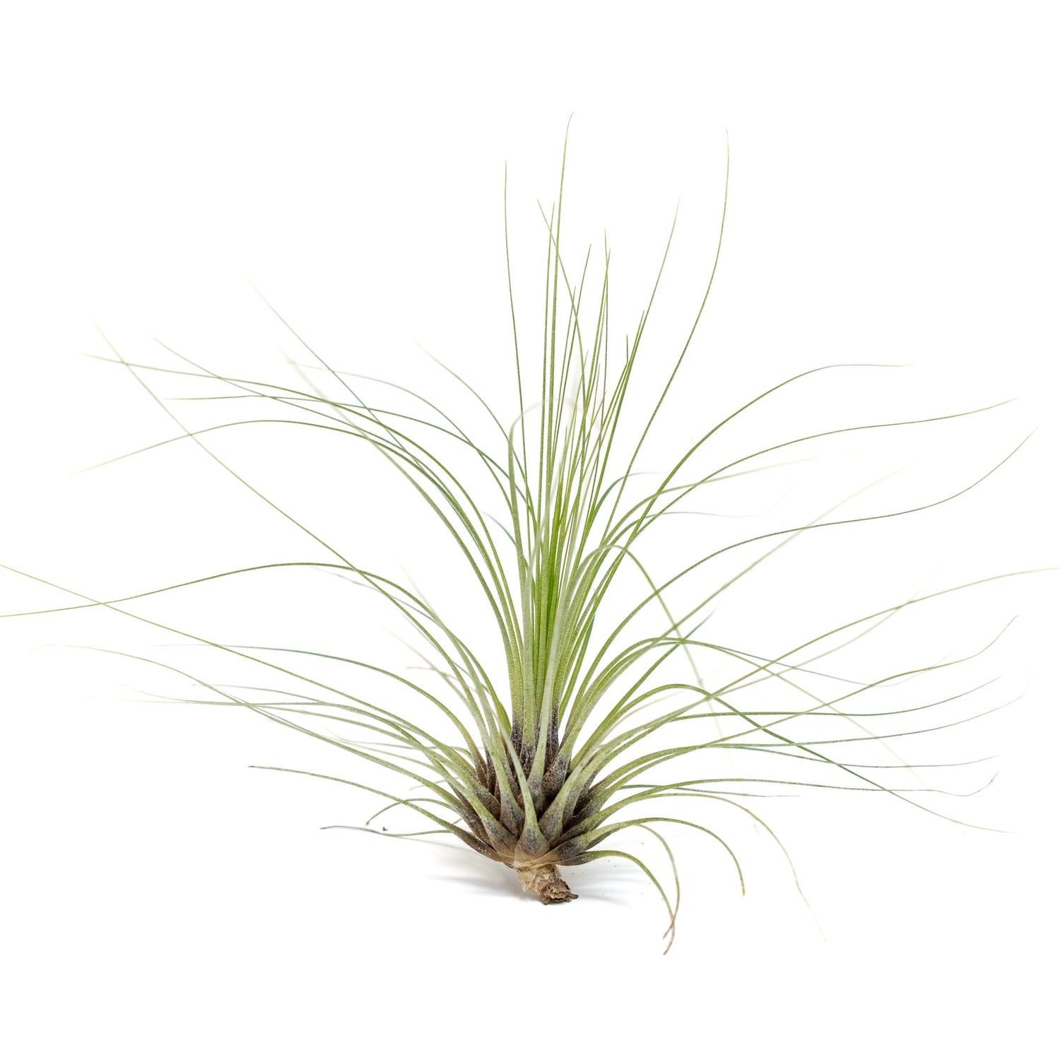 Tillandsia Filifolia Air Plants