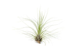 Tillandsia Filifolia Air Plants