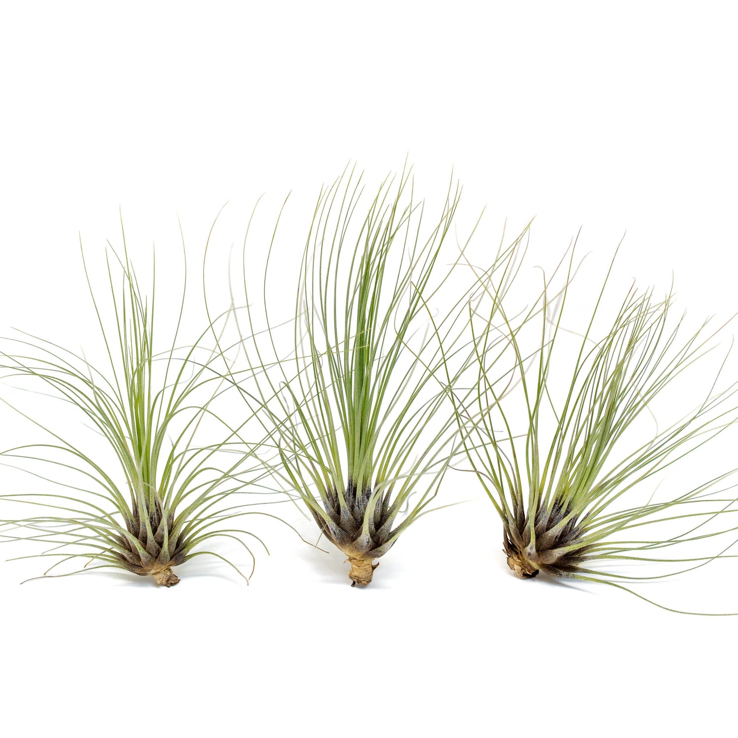 Tillandsia Filifolia Air Plants