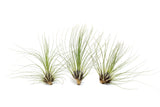 Tillandsia Filifolia Air Plants