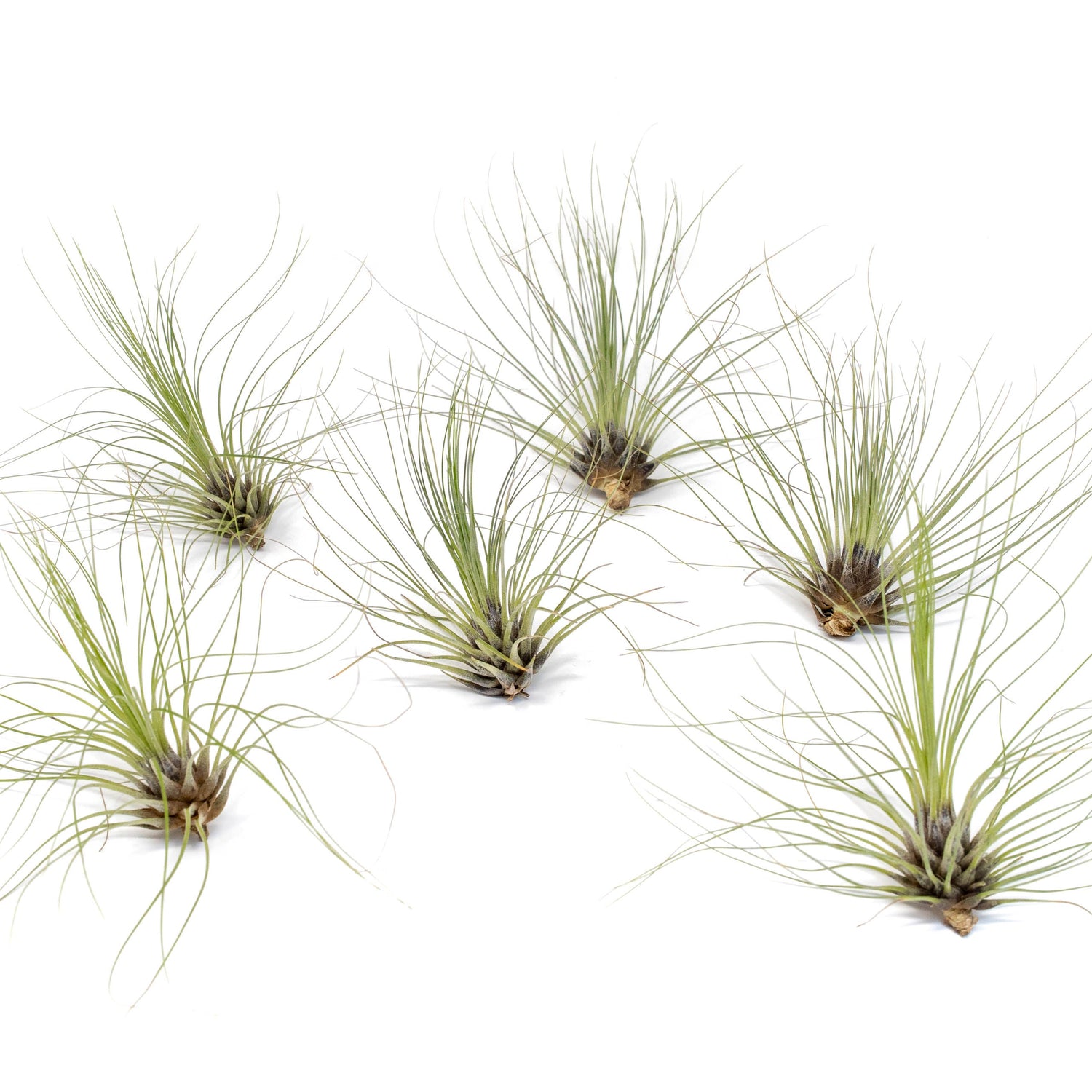 Tillandsia Filifolia Air Plants