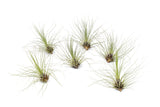 Tillandsia Filifolia Air Plants